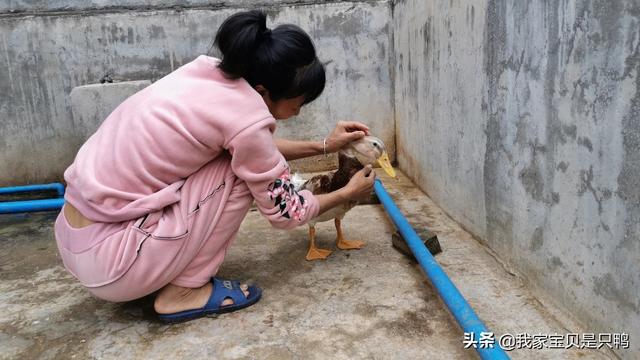 宠物听得懂自己的名字吗，宠物小黄鸭和普通鸭子有什么不同