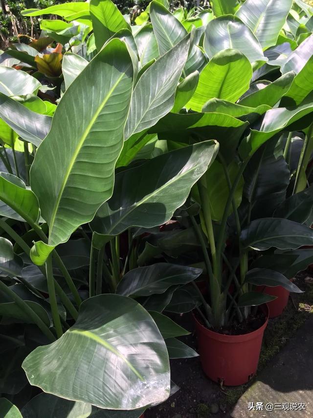 头条问答 - 白花天堂鸟炭疽病如何防治与治疗?(1个回答)