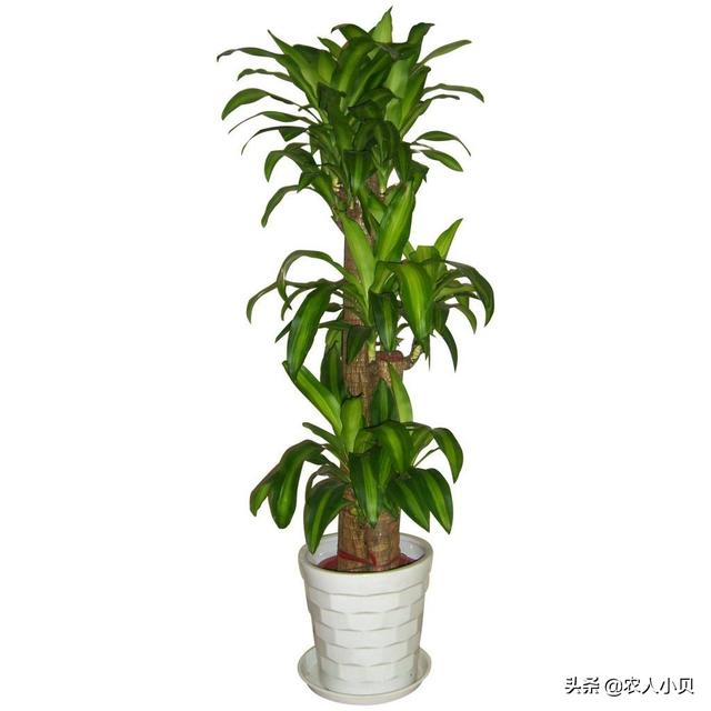 剪枝载培的几年巴西木开花？