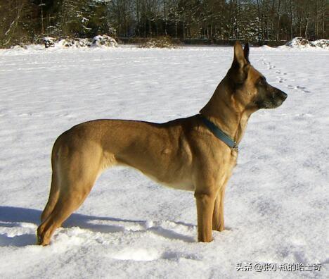 马犬打架视频:养了一只小马犬，三个多月大，见到陌生人就追着咬怎么办？