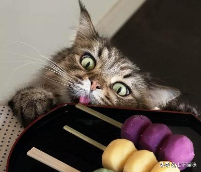 猫咪:你家猫咪有哪些特别的癖好？