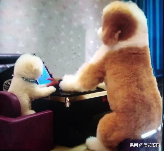 狗狗妈米爱的主治功能:狗狗拉肚子可以用妈咪爱吗？