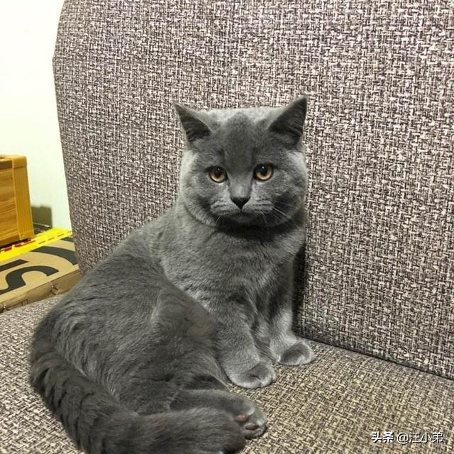 适合英短蓝猫幼猫猫粮:有没有养过英短的朋友来说说，英短幼猫吃什么猫粮好呢？