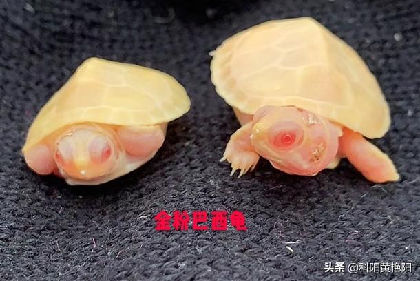 巴西龟图片:怎么判断乌龟是否得了白眼病？怎样治疗白眼病？ 巴西龟图片 最大