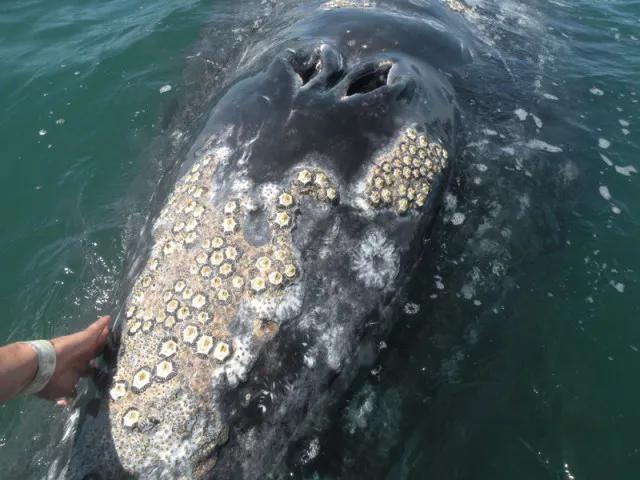 鲸鱼身上藤壶的作用，海洋中遭人唾弃的藤壶，到底有多可怕