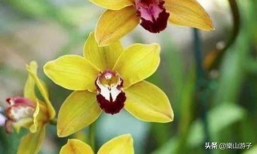 花叶万年青 有毒:什么植物晚上不能放卧室？绿萝可以放吗？