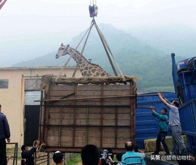 南非长颈鹿:长颈鹿是怎么被运到动物园的？