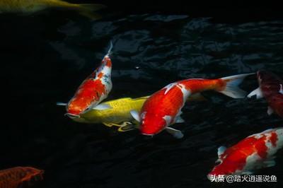 冷水鱼锦鲤的饲养方法:冷水鱼有什么好养一点的，除水藻鱼有什么推荐？