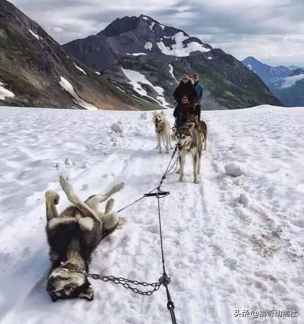 警察与防暴犬图片:为什么哈士奇容易和犯罪分子达成共识？