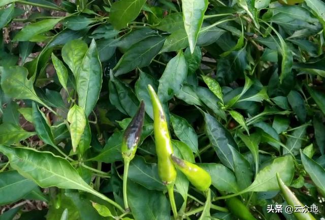 头条问答 红辣椒成熟后果实呈紫红色是什么原因 黄勇在新农村的回答 0赞