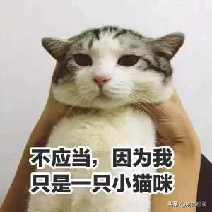 素力高金装官方授权店:怎么挑选适合猫咪的猫粮？ 金装素力高旗舰店