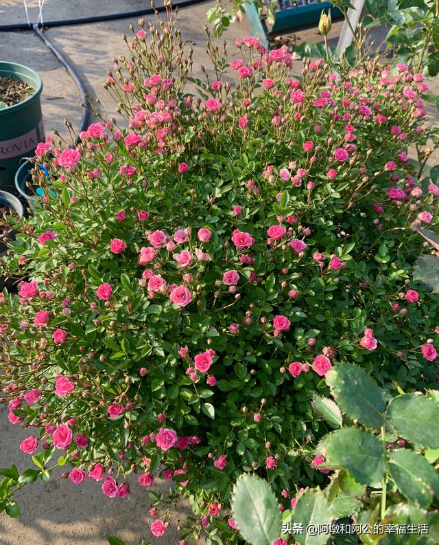 vents月季花品种介绍及图片:大游行月季花应该如何养殖？有哪些方法技巧？