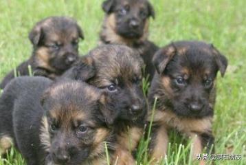 德国牧羊犬幼犬喂养方法:如何养好一只德国牧羊犬？