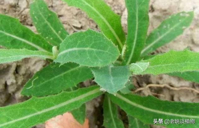 农民的生活越来越好了,但却有很多人喜欢去吃野菜,到底怎么回事？有哪些野菜真心好吃？