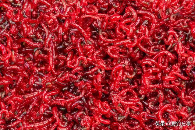 红线虫的危害:红线虫的危害 螃蟹 红虫有毒吗？红虫钓的鱼，能吃吗？
