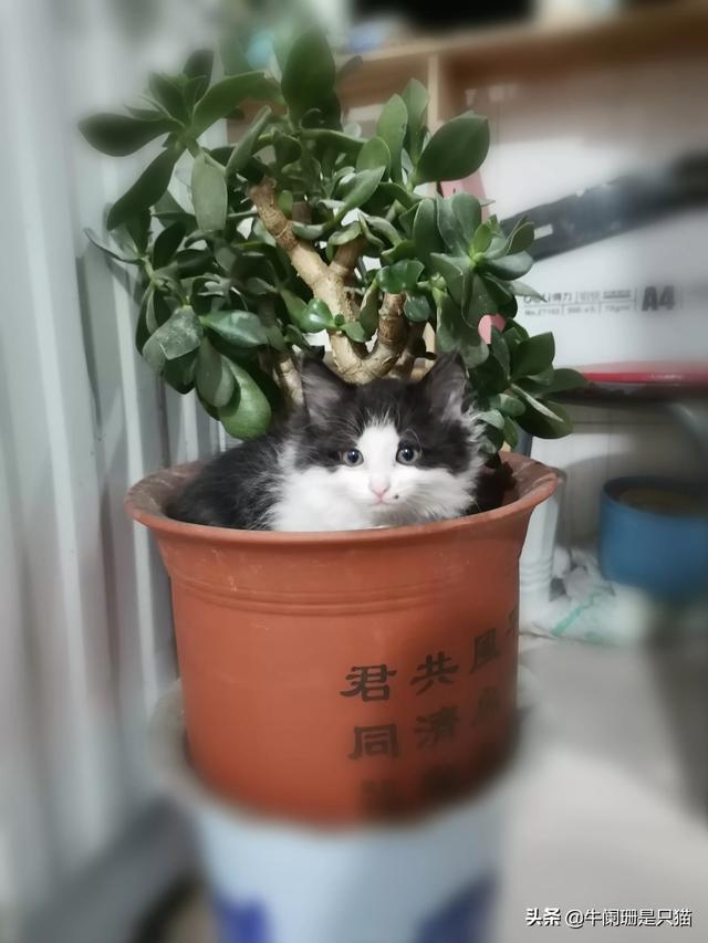 可以分享一张你们家猫咪最好看的照片吗？