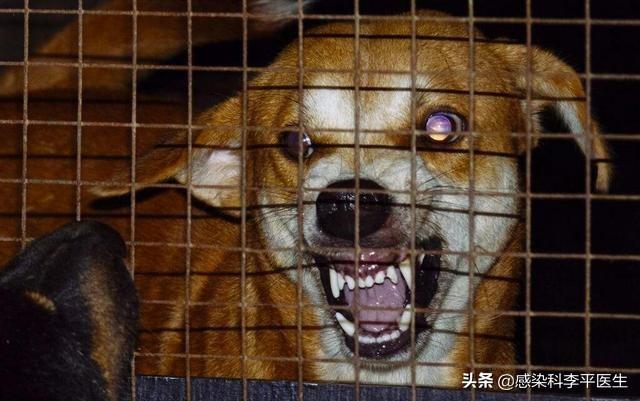 狂犬病病毒防治原则:狗狗有狂犬病，会有什么表现？ 狂犬病病毒的防治原则