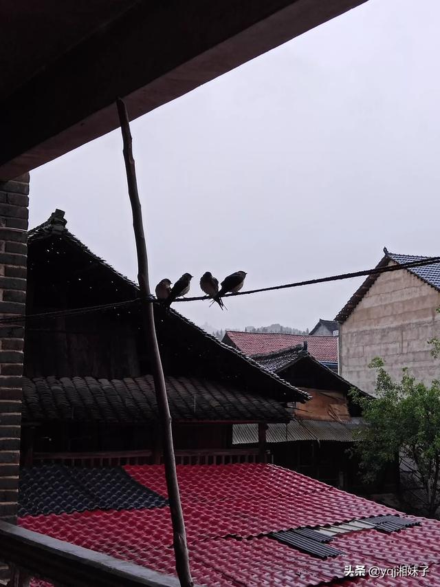 益鸟有哪些说出好处:麻雀为什么也会被认为是益鸟？