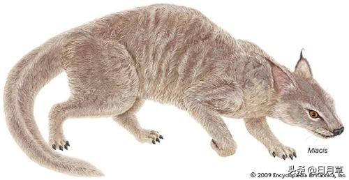 荒漠猫和野猫:猫有家猫和野猫之分，其中家猫的起源和历史是怎样的？