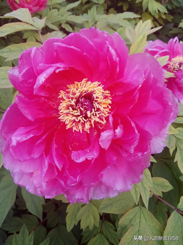 古诗怎么形容花？