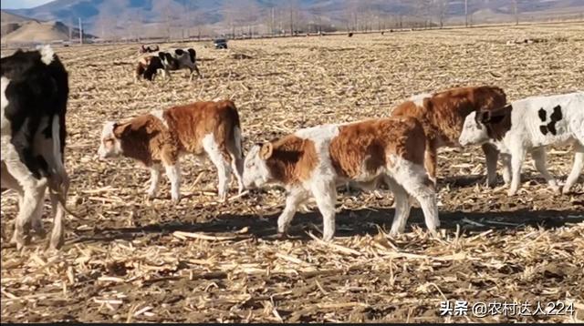 海狸鼠饮养栏:养牛吃木头和土是什么原因？