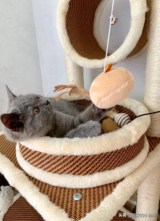 买猫别墅好还是猫爬架:猫猫需要猫爬架和猫窝吗？有什么推荐的吗？