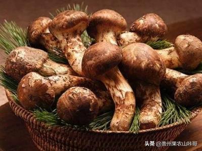 人工培育的菌类,哪种菌类最值钱？