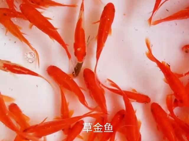 冷水鹦鹉鱼图片大全:冷水鹦鹉鱼图片大全大图 冷水鹦鹉鱼和草金还有锦鲤鱼的区别是什么？