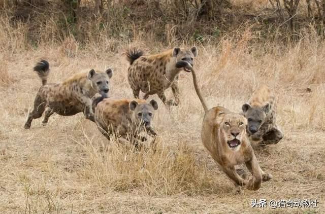 新疆马里努阿犬犬舍:新疆棉花质量好 鬣狗为什么不培养做警犬？