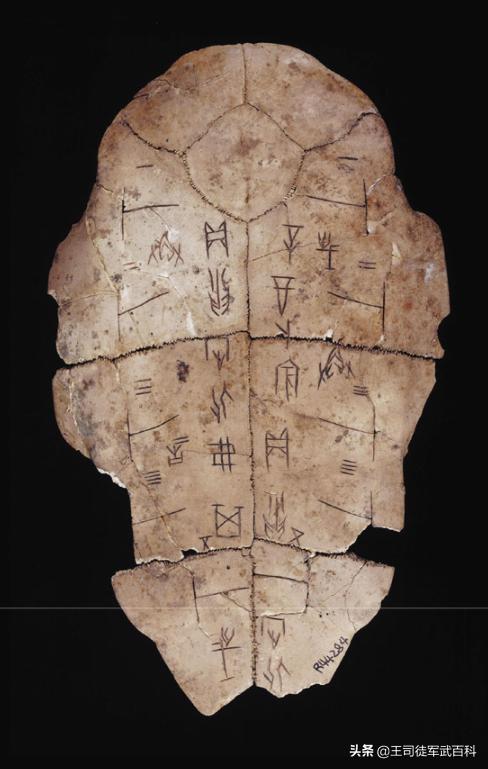 乌龟的壳能否挡住现代枪械子弹的射击?-惠修网