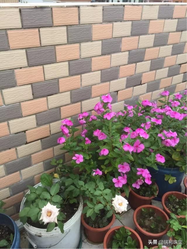 头条问答 - 老桩长春花怎么修剪?(8个回答)