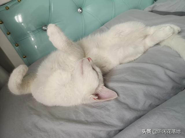家猫多久能适应新主人:人和猫要相处多久才会有感情？