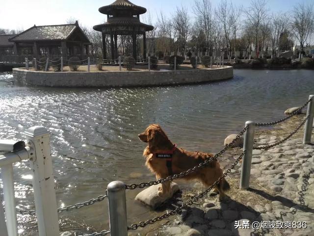 狗狗健康成长100问:除了狗粮，吃什么食物可以给狗狗健康？