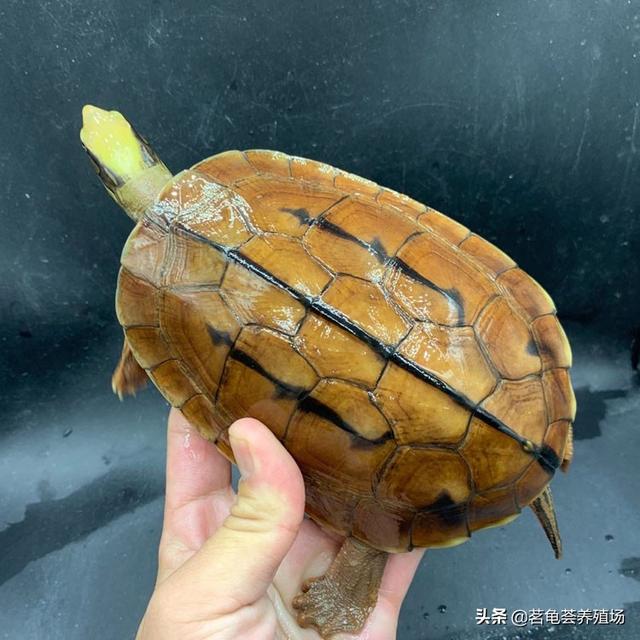 怎样养殖金钱龟稚龟:金钱龟怎么养？有几个品种？