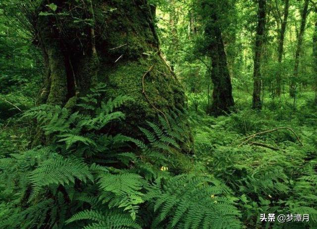 泰国大蛇吞人是真的吗:人类能不能用匕首在蟒蛇肚子里自救？