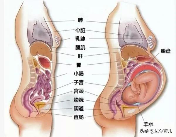 胎儿发育过程图:母体内胎儿最先形成哪几个器官？