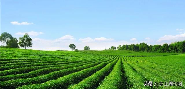 创业茶，现在开茶叶加工厂前景怎么样呢