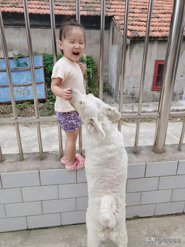 如何与宠物安全相处:宠物与宝宝该怎么去相处？ 如何与宠物相处安全教案