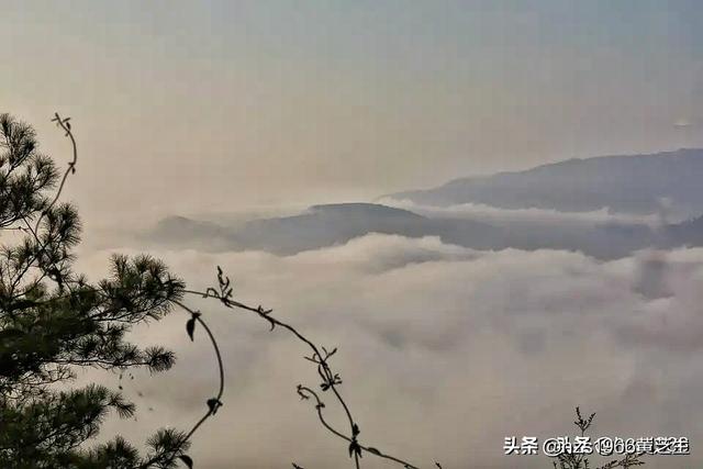 来自狗窝团:家里的狗窝飞来一团蜜蜂。求高手看看这是什么蜂。怎么处理？