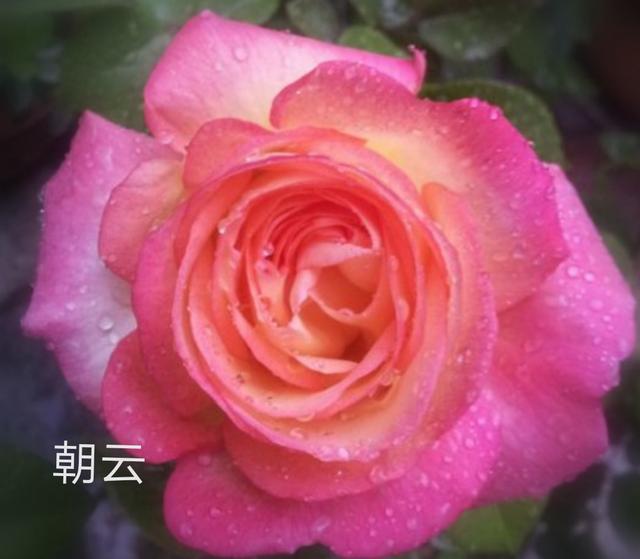 优秀月季花品种介绍百度网:名贵月季十大品种是哪些品种？