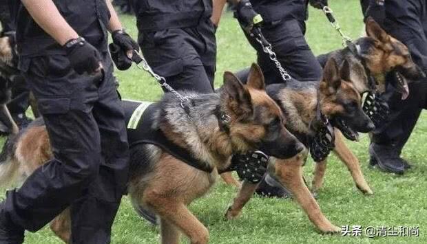 哈士奇不会狗叫:警犬二三事，哈士奇都能当警犬了，为啥土狗不能当？