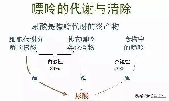 重庆啤酒细螺旋体病:为什么喝啤酒会导致嘌呤高？