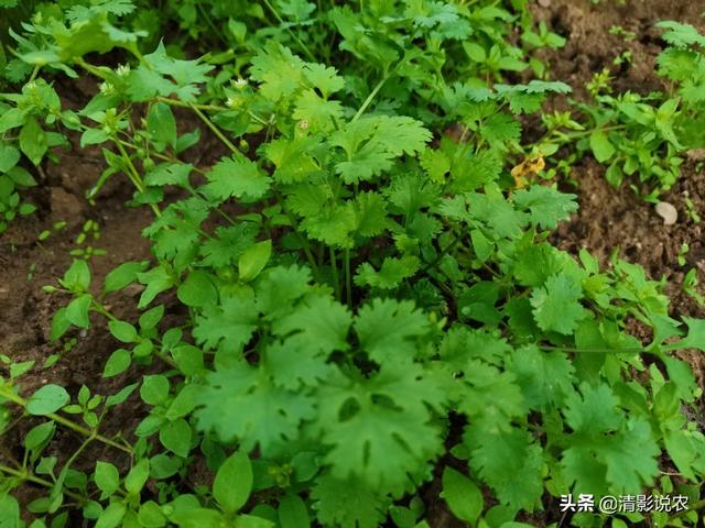 香菜的种植方法(香菜的种植方法和步骤)