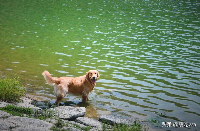 金毛犬吧:饲养金毛犬的危害有哪些？ 黑金毛犬图片