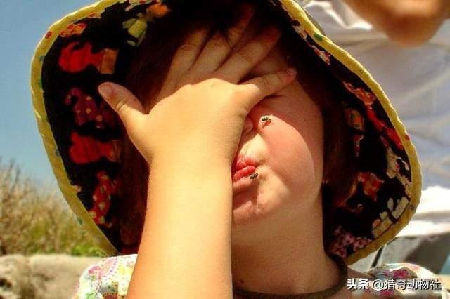 澳大利亚华丽琴鸟:可以解释一下澳大利亚的变异苍蝇吗？