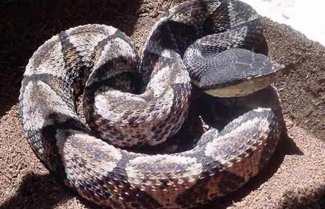 7斤重的五步蛇与狗打架狗被咬身亡五步蛇的毒性有多强人遇到怎么办