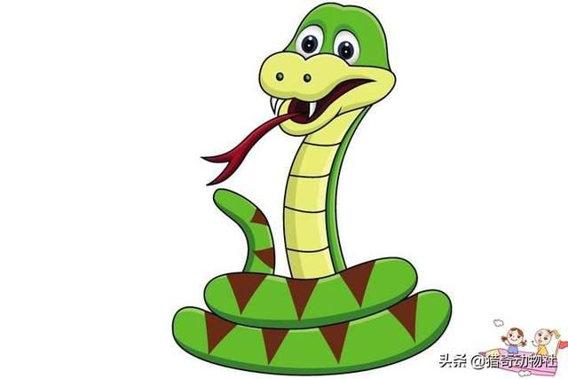 黑眉锦蛇:黑眉锦蛇有毒吗 家里频繁出现蛇，能不能打死，遇到了怎么办？