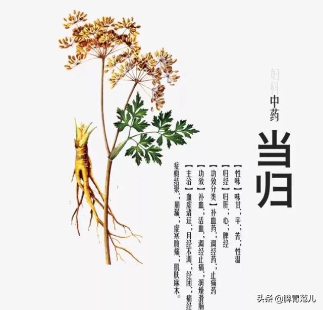 当归壮阳，畏寒怕冷，每天坚持喝当归、黄芪、姜、红枣熬的汤，会有改善吗