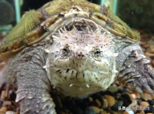 大黄鳄龟苗:如何挑选健康的大鳄龟苗？