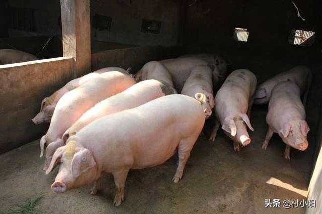 猪肉市场需求分析，猪肉贵到底是不是真的市场上猪供应少了